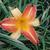 Hemerocallis 'Frans Hals'