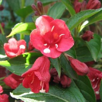 Weigela