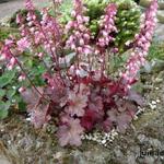 Heuchera 'Petite Ruby Frills' - Purperklokje