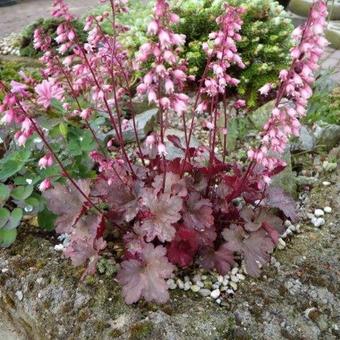 Heuchera 'Petite Ruby Frills'