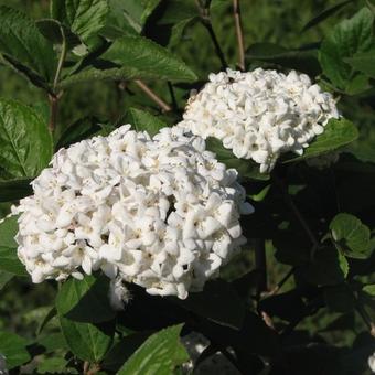 Viburnum carlesii