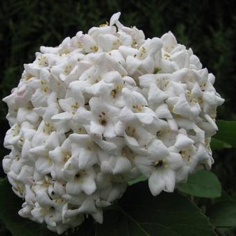 Viburnum carlesii