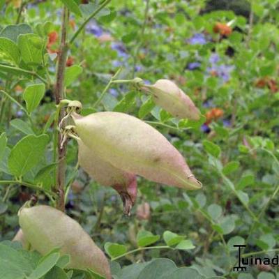 Blazenstruik - Colutea arborescens