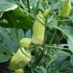 Capsicum annuum - Paprika