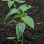 Capsicum annuum - Paprika