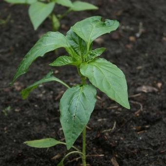 Capsicum annuum