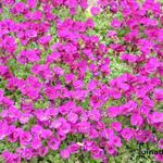 Aubrieta 'Red Carpet' - Randjesbloem