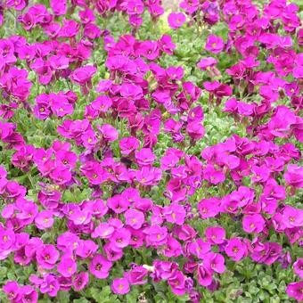 Aubrieta 'Red Carpet'