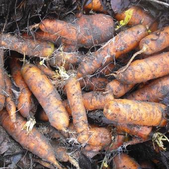 Daucus carota