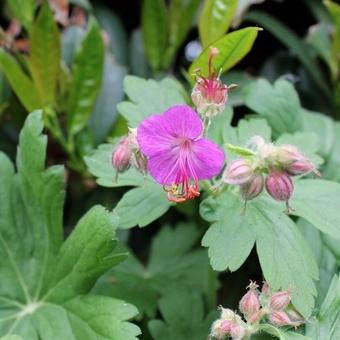 Geranium macrorrhizum 'Bevan's Variety'