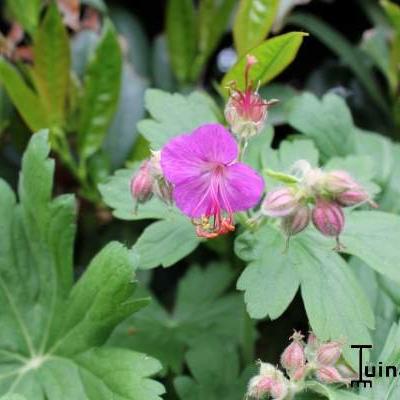 Ooievaarsbek - Geranium macrorrhizum 'Bevan's Variety'