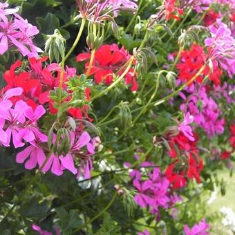 Pelargonium