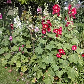 Alcea rosea