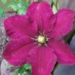 Clematis 'Niobe' - Bosrank