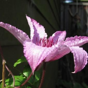 Clematis 'Hagley Hybrid'