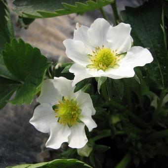 Fragaria x ananassa