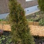 Thuja occidentalis 'Smaragd' - Westerse Levensboom