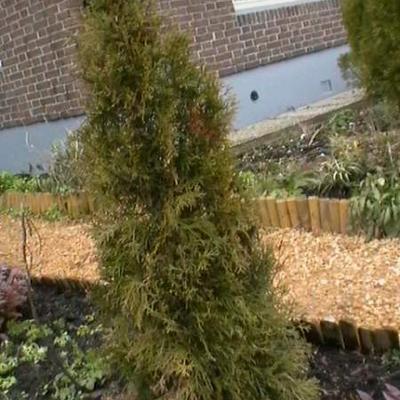 Thuja occidentalis 'Smaragd' - Westerse Levensboom