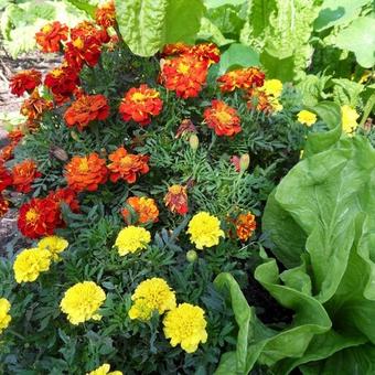 Tagetes