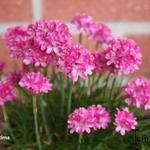 Armeria maritima - Engels gras