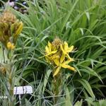 Asphodeline - Jonkerlelie