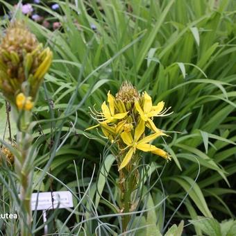 Asphodeline