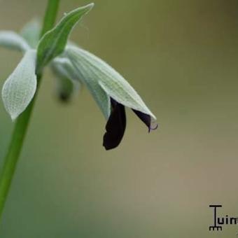 Salvia discolor