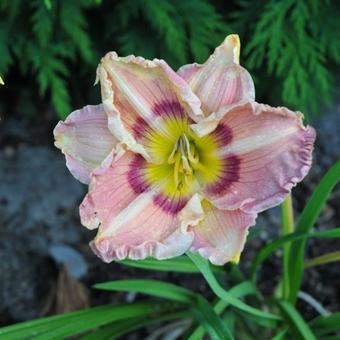 Hemerocallis 'Angel Rodgers'