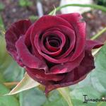 Rosa 'Black Baccara' - Roos