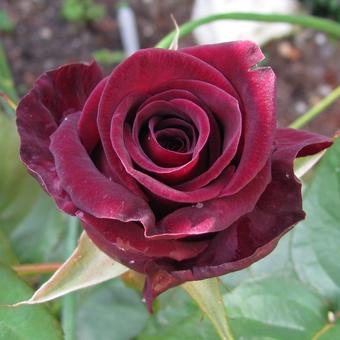 Rosa 'Black Baccara'