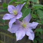 Clematis viticella 'Justa' - Bosrank