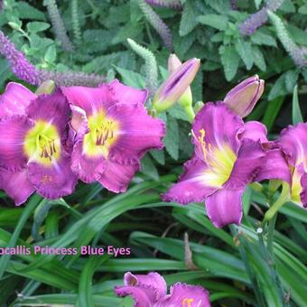 Hemerocallis 'Princess Blue Eyes'