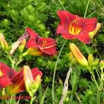 Hemerocallis 'Pardon Me' - Daglelie