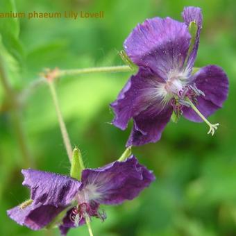 Geranium phaeum 'Lily Lovell'