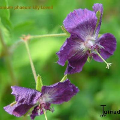 Ooievaarsbek - Geranium phaeum 'Lily Lovell'