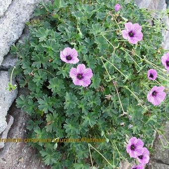 Geranium cinereum 'Laurence Flatman'