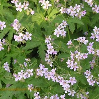 Geranium ‘Prelude’