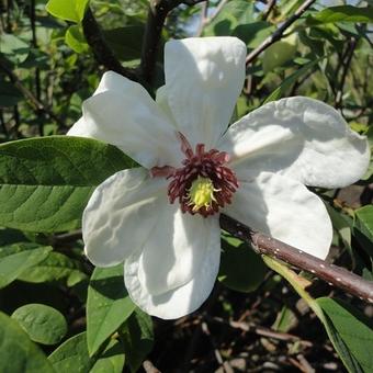 Magnolia wilsonii