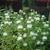 Monarda 'Schneewittchen'