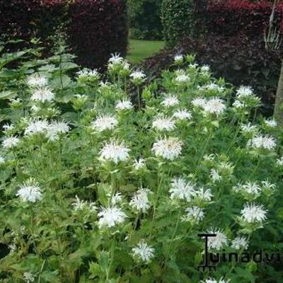 Bergamotplant - Monarda 'Schneewittchen'