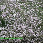 Gypsophila repens 'Letchworth Rose' - Gipskruid