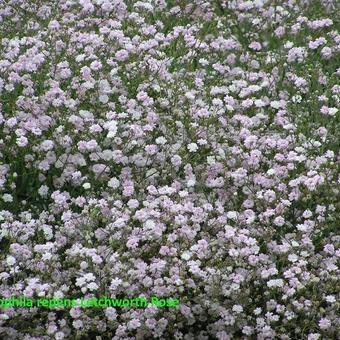 Gypsophila repens 'Letchworth Rose'