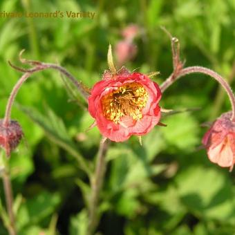 Geum rivale 'Leonard's Variety'