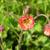 Geum rivale 'Leonard's Variety'