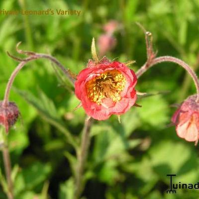 Nagelkruid, Knikkend nagelkruid - Geum rivale 'Leonard's Variety'