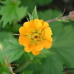 Geum x heldreichii 'Georgenberg' - Nagelkruid