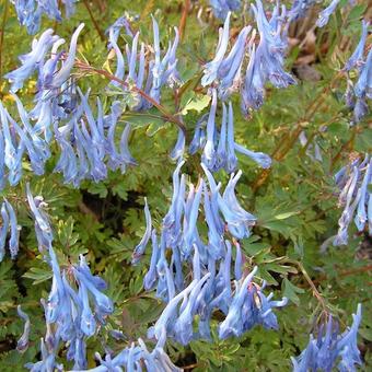 Corydalis flexuosa 'China Blue'