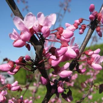 Cercis canadensis