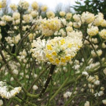 Edgeworthia chrysantha