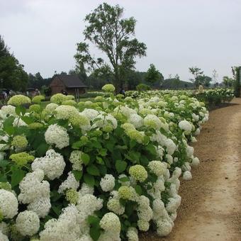 Hydrangea arborescens 'Annabelle'